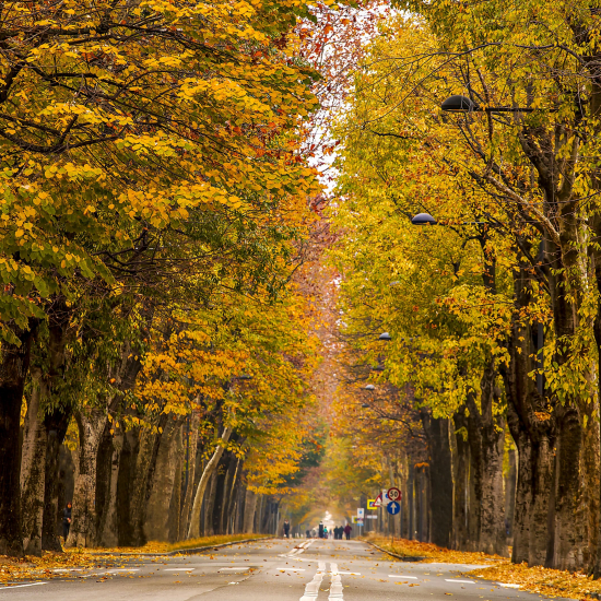 Viale Angeli di Valerio Giraudo